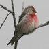 Male. Note: extensive pink on breast.