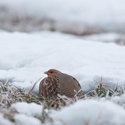 Bird of the week image