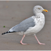 Adult nonbreeding. Note: yellow iris and pink legs.