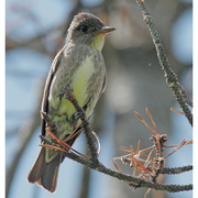 Bird of the week image