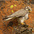Adult. Note: yellow cere (around beak)